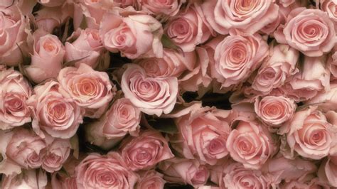 Vintage Rose Pink